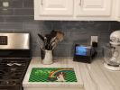Longhair Red Pedbald Dachshund St. Patrick's Day Glass Cutting Board Decorative Tempered Glass Kitchen Cutting and Serving Board Large Size Chopping B